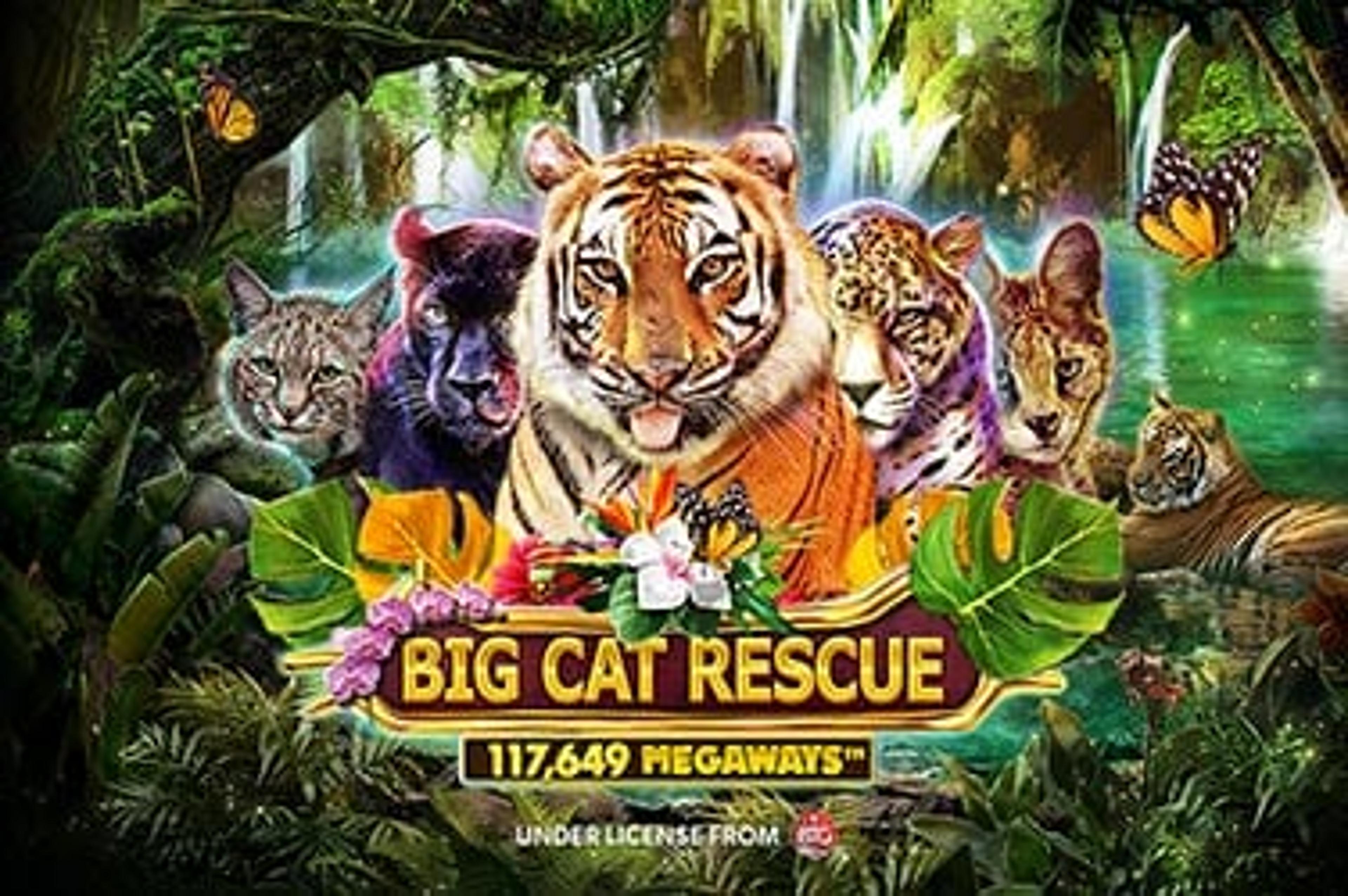 Big Cat Rescue Megaways™